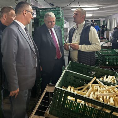 Żniwa Szparagowe w Mochach 2025