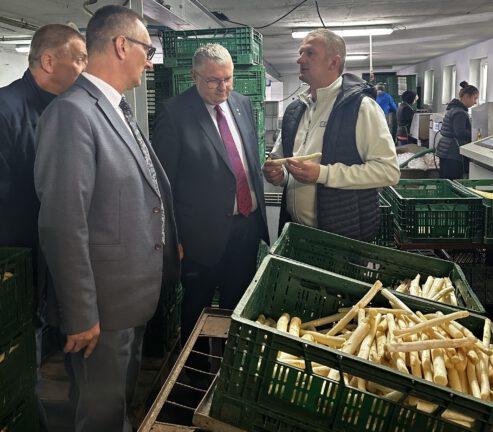 Żniwa Szparagowe w Mochach 2025