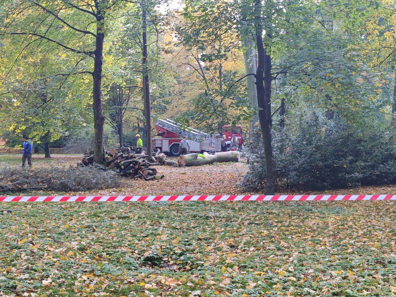 Wycinka drzew Park Miejski Kalisz