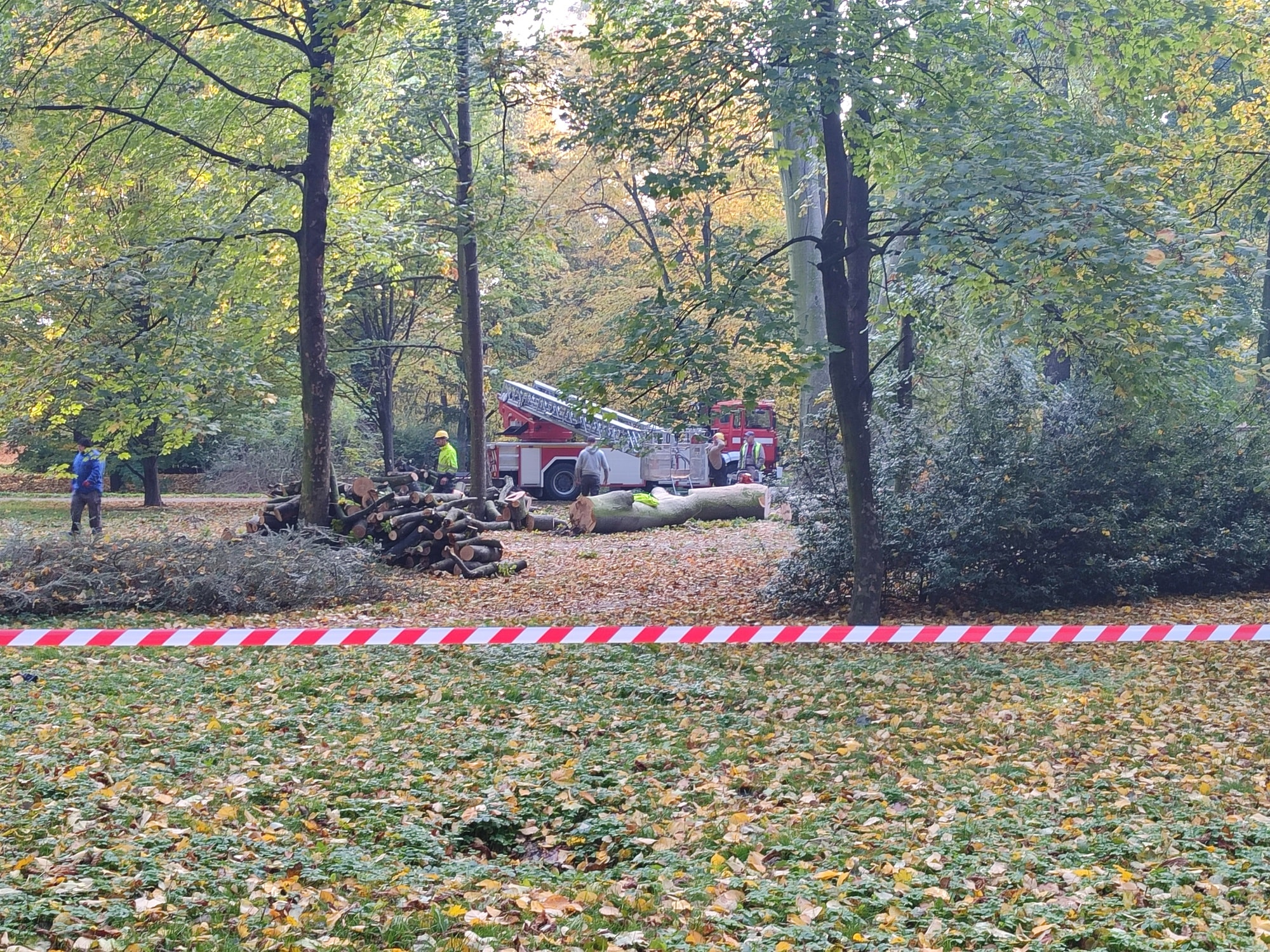 Wycinka drzew Park Miejski Kalisz